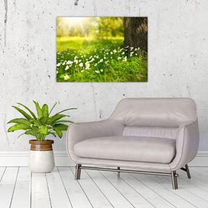 Obraz paseky a kvetín (70x50 cm)