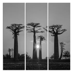 Obraz na plátne - Baobaby pri západe Slnka - štvorec. 305ČB (75x75 cm)