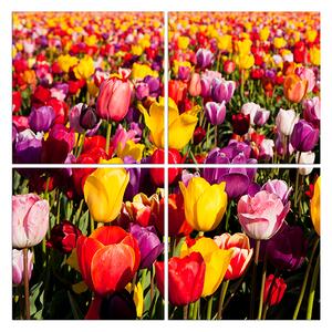Obraz na plátne - Pole tulipánov - štvorec 304D (60x60 cm)