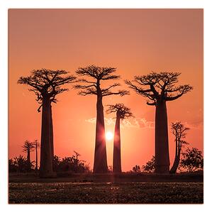 Obraz na plátne - Baobaby pri západe Slnka - štvorec... 305FA (50x50 cm)