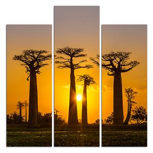 Obraz na plátne - Baobaby pri západe Slnka - štvorec 305C (75x75 cm)