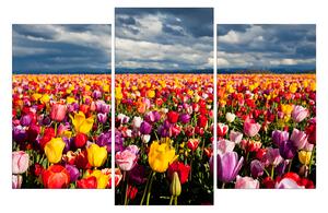 Obraz na plátne - Pole tulipánov 104C (90x60 cm)