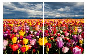Obraz na plátne - Pole tulipánov 104D (150x100 cm)