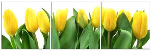 Obraz na plátne - Žlté tulipány - panoráma 503B (90x30 cm)