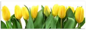 Obraz na plátne - Žlté tulipány - panoráma 503A (105x35 cm)