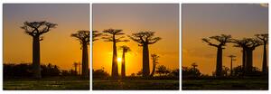 Obraz na plátne - Baobaby pri západe Slnka - panoráma 503B (90x30 cm)