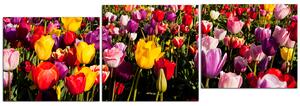 Obraz na plátne - Pole tulipánov - panoráma 504D (90x30 cm)
