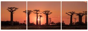 Obraz na plátne - Baobaby pri západe Slnka - panoráma... 505FC (90x30 cm)