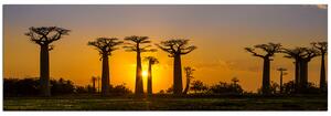 Obraz na plátne - Baobaby pri západe Slnka - panoráma 505A (105x35 cm)
