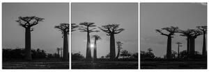 Obraz na plátne - Baobaby pri západe Slnka - panoráma. 503ČB (150x50 cm)