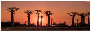 Obraz na plátne - Baobaby pri západe Slnka - panoráma... 505FA (105x35 cm)