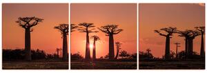 Obraz na plátne - Baobaby pri západe Slnka - panoráma... 503FB (150x50 cm)