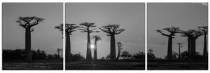 Obraz na plátne - Baobaby pri západe Slnka - panoráma. 505ČC (150x50 cm)