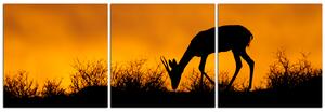 Obraz na plátne - Antilopa skákavá silueta - panoráma 5913B (120x40 cm)