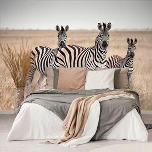Fototapeta tri zebry v savane