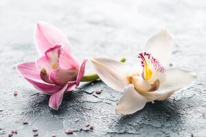 Fototapeta kvety orchidey
