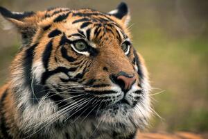 Samolepiaca fototapeta bengálsky tiger