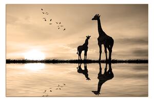 Obraz na plátne - Žirafy silueta 1919FA (100x70 cm)
