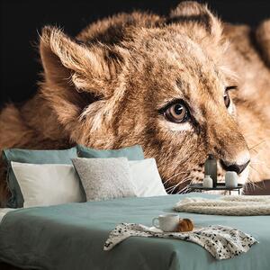 Fototapeta mláďa leva