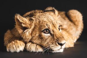 Fototapeta mláďa leva