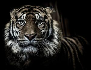 Samolepiaca fototapeta tiger
