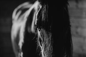 Samolepiaca fototapeta majestátny čiernobiely kôň