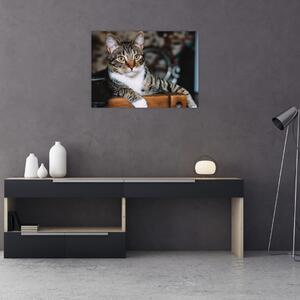 Obraz mačky (70x50 cm)