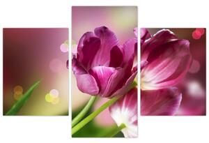 Obraz ružových tulipánov (90x60 cm)