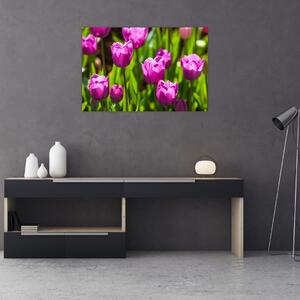 Obraz tulipánov na lúke (90x60 cm)