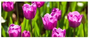Obraz tulipánov na lúke (120x50 cm)