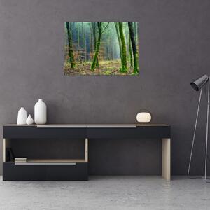 Obraz lesa (70x50 cm)