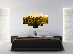 Obraz slnečnicového poľa (150x105 cm)