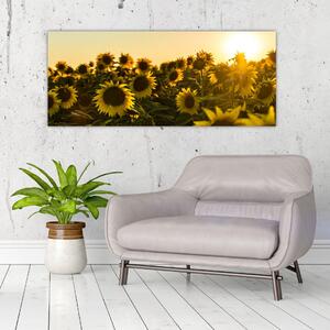 Obraz slnečnicového poľa (120x50 cm)