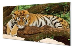 Sklenený obraz tiger tree 100x50 cm 2 Prívesky