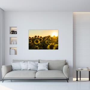 Obraz slnečnicového poľa (90x60 cm)