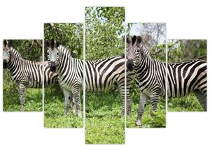Obraz so zebrami (150x105 cm)