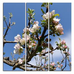 Obraz na plátne - Kvitnúca jabloň - štvorec 347B (75x75 cm)