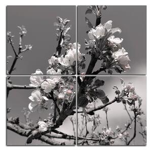 Obraz na plátne - Kvitnúca jabloň - štvorec 347ČD (60x60 cm)