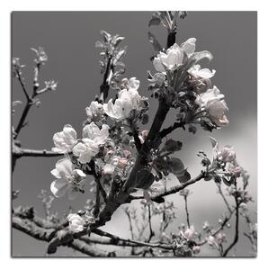 Obraz na plátne - Kvitnúca jabloň - štvorec 347ČA (50x50 cm)