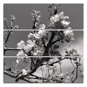 Obraz na plátne - Kvitnúca jabloň - štvorec 347ČC (75x75 cm)