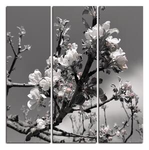 Obraz na plátne - Kvitnúca jabloň - štvorec 347ČB (75x75 cm)