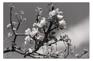 Obraz na plátne - Kvitnúca jabloň 147ČA (60x40 cm)