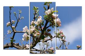 Obraz na plátne - Kvitnúca jabloň 147C (120x80 cm)