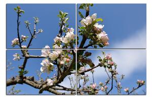 Obraz na plátne - Kvitnúca jabloň 147D (150x100 cm)