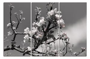 Obraz na plátne - Kvitnúca jabloň 147ČB (150x100 cm)