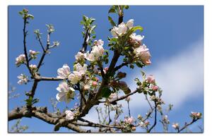 Obraz na plátne - Kvitnúca jabloň 147A (100x70 cm)