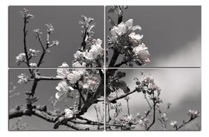 Obraz na plátne - Kvitnúca jabloň 147ČD (90x60 cm)