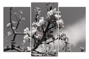 Obraz na plátne - Kvitnúca jabloň 147ČC (150x100 cm)