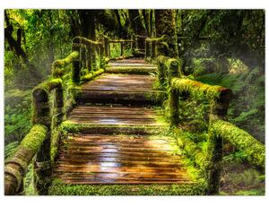 Obraz schodov v dažďovom pralese (70x50 cm)