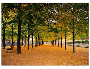 Obraz aleje jesenných stromov (70x50 cm)